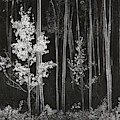 Aspens Northern New Mexico