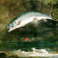 Jumping Trout