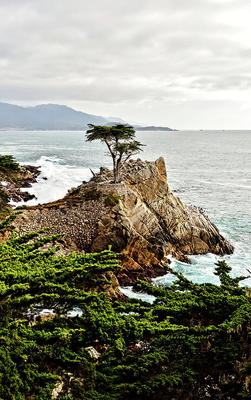 Lone Cypress May Be the Most Photographed Site in America